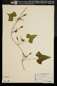 Ipomoea lacunosa image