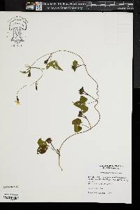 Ipomoea lacunosa image