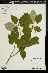 Cornus alternifolia image