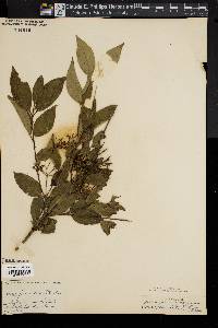 Cornus paniculata image