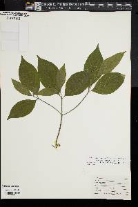 Cornus racemosa image