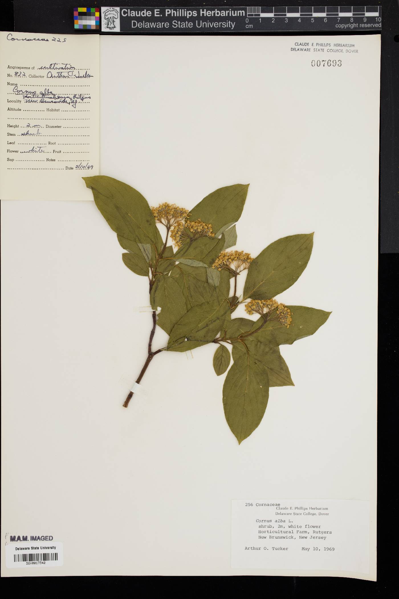 Cornus alba image