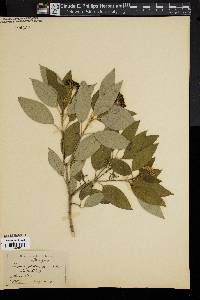 Cornus sericea subsp. sericea image