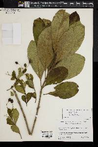 Nyssa biflora image