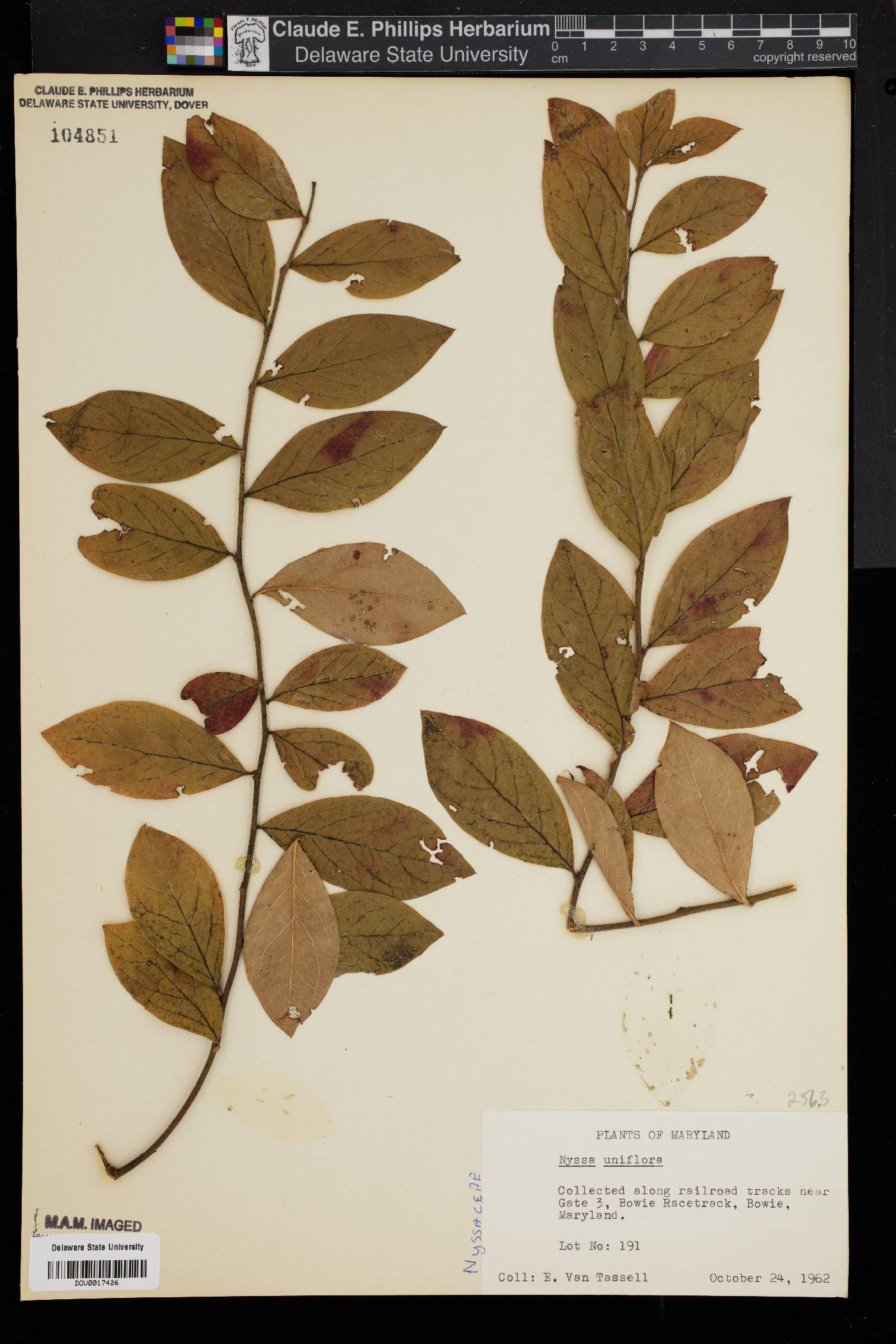 Nyssa uniflora image