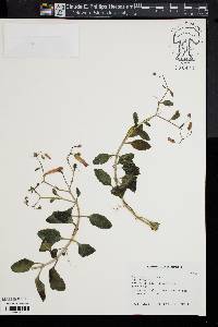 Image of Bryophyllum manginii