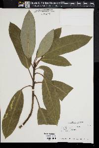 Image of Daphniphyllum macropodum