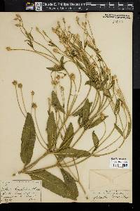 Image of Cephalaria syriaca
