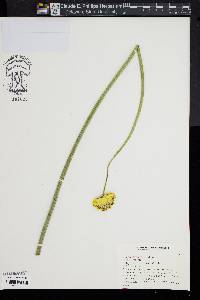 Image of Cephalaria gigantea