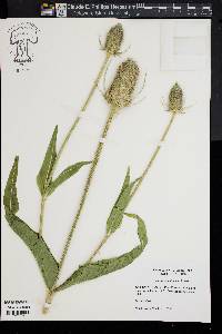 Dipsacus fullonum image