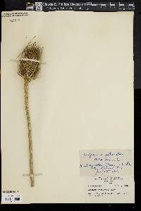 Dipsacus fullonum image