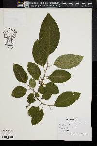 Diospyros lotus image