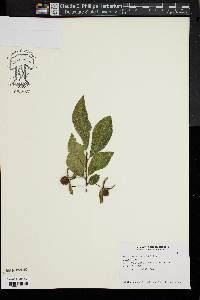 Diospyros rhombifolia image