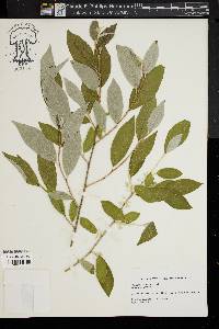 Elaeagnus umbellata image