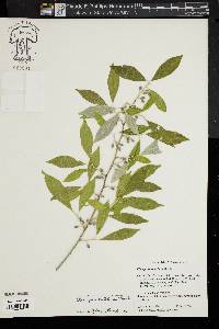 Elaeagnus umbellata image