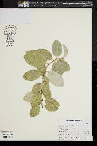 Image of Elaeagnus x submacrophylla
