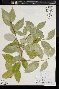 Elaeagnus pungens image