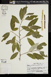 Elaeagnus umbellata image