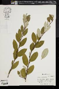 Elaeagnus umbellata image
