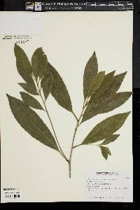 Image of Elaeocarpus decipiens