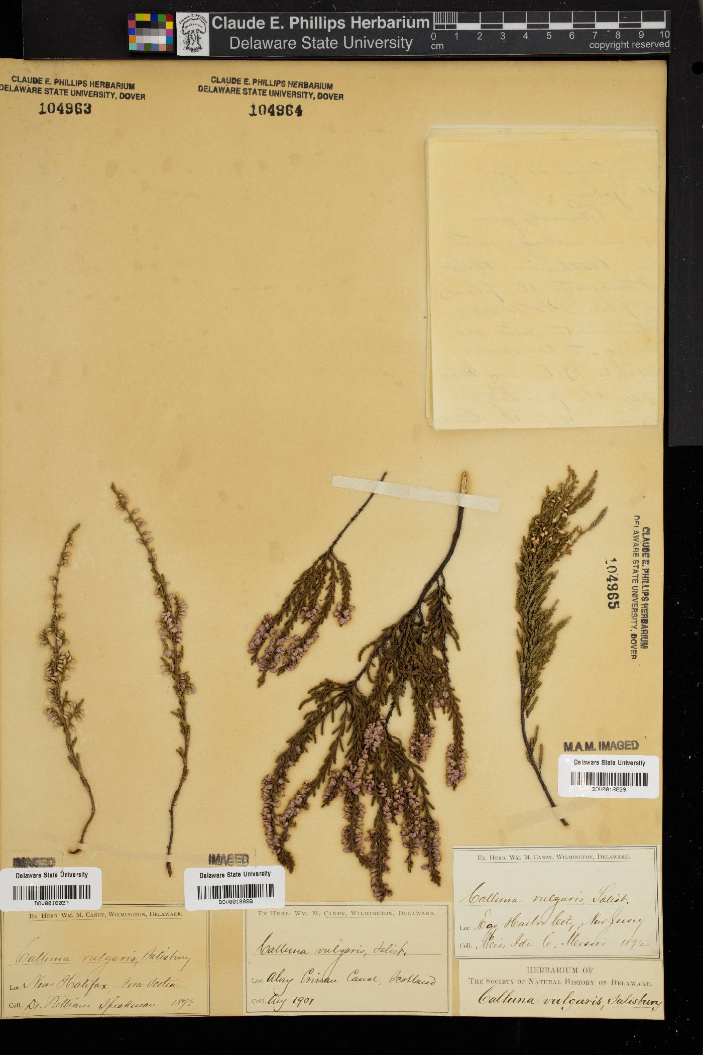 Calluna vulgaris image