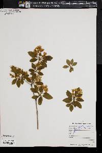 Enkianthus campanulatus image