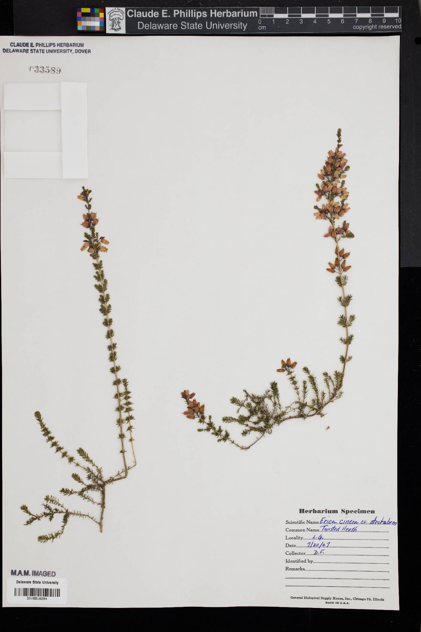 Erica cinerea image
