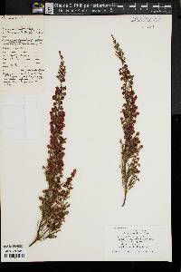 Erica viridipurpurea image