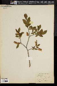 Leucothoe racemosa image