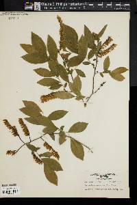 Leucothoe racemosa image