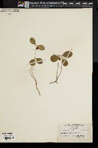 Gaultheria procumbens image