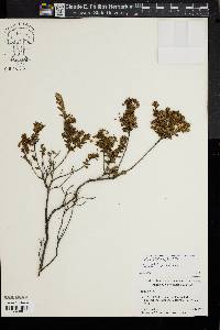 Image of Leiophyllum buxifolium