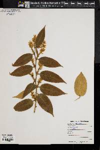 Leucothoe axillaris image