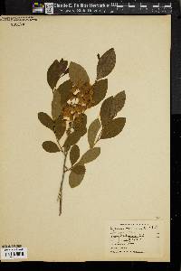 Lyonia mariana image