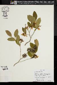 Image of Seutera angustifolia
