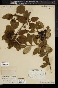 Viburnum cassinoides image