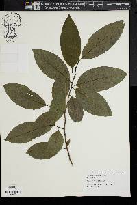 Oxydendrum arboreum image