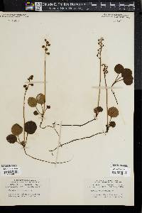 Pyrola chlorantha image