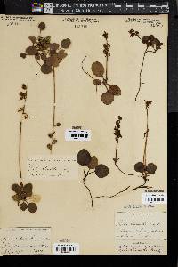 Pyrola chlorantha image