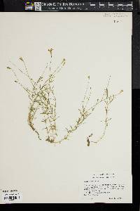 Silene saxifraga image