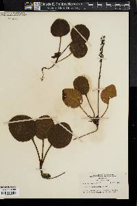 Pyrola americana image