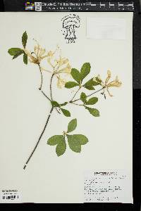 Rhododendron canescens image