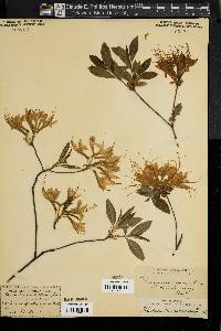 Rhododendron canescens image