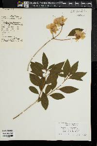 Image of Rhododendron dauricum