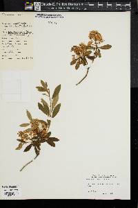 Rhododendron micranthum image