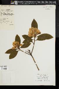 Rhododendron carolinianum image