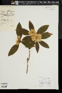 Rhododendron carolinianum image