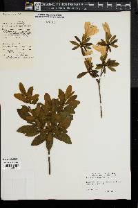 Rhododendron mucronatum image