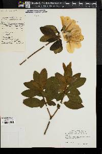 Rhododendron mucronatum image