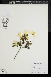 Rhododendron mucronatum image